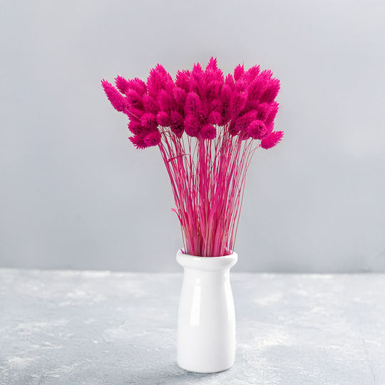 Dried Phalaris Canary Canary Grass Fuchsia