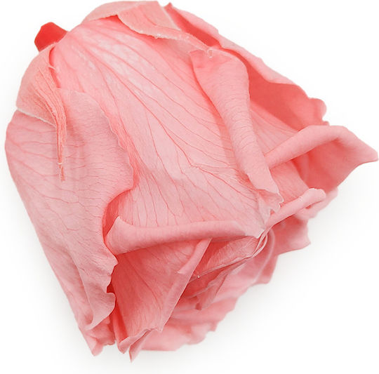 Stabilized Rose Pink Nectar Xl 3pcs
