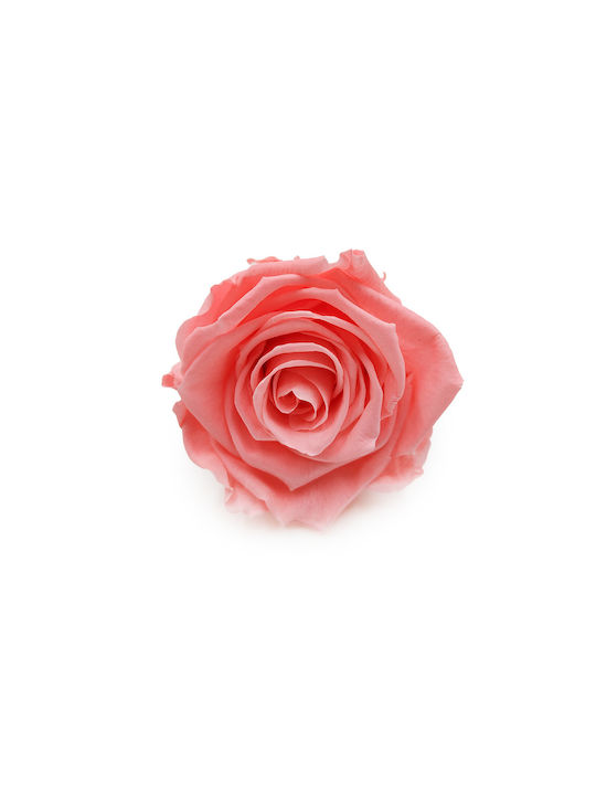 Stabilized Rose Pink Nectar Xl 3pcs