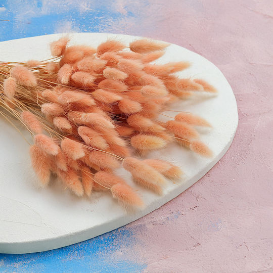 Dried Lagurus Oval Hare's-tail Salmon