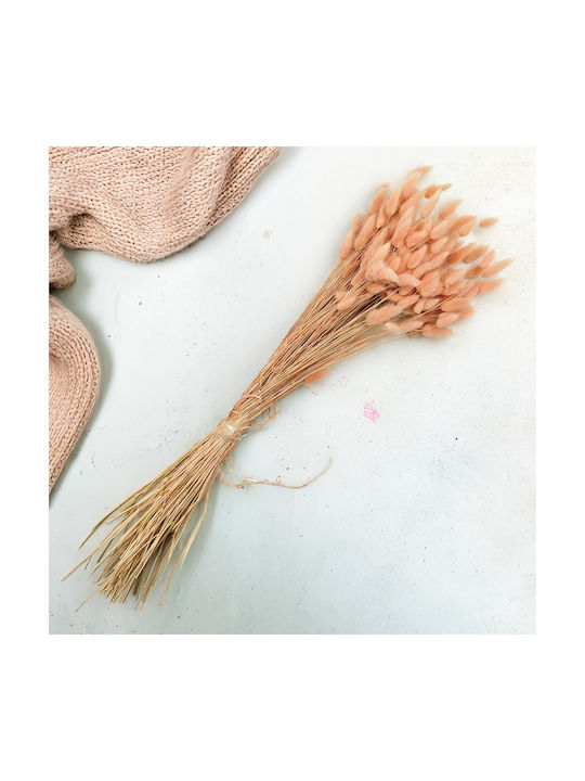 Dried Lagurus Oval Hare's-tail Salmon