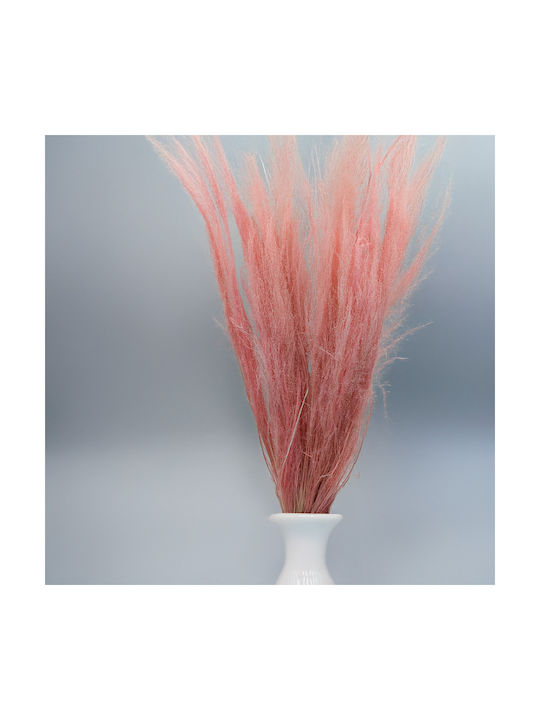 Dried Broom Agrostis Grass Light Pink