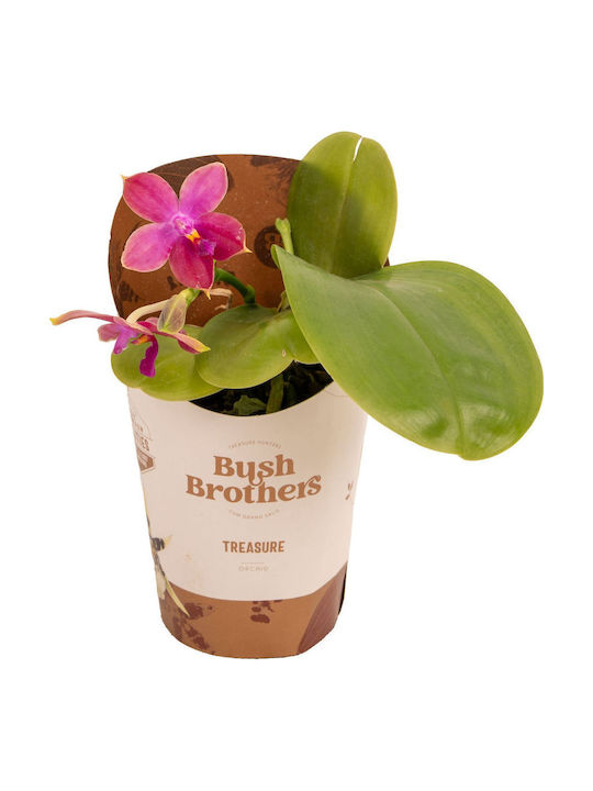 Phalaenopsis Violacea Aρωματικη Phalaenopsis Violacea Aρωματικη