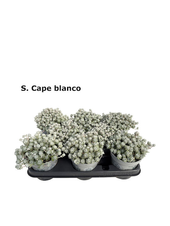 Σέντουμ Sedum Spathulifolium Cape Blanco Σέντουμ Sedum Spathulifolium Cape Blanco