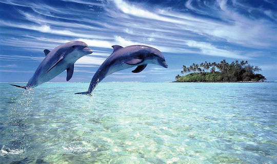 Dimcol Antiderapant Covoraș de Baie Dolphins 260 Dimcol Antiderapant Covoraș de Baie Dolphins 260