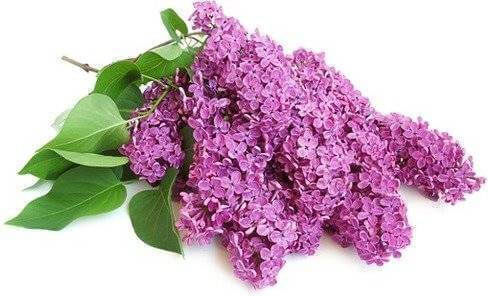 Lilac Πασχαλιά 10ml Ancient Wisdom