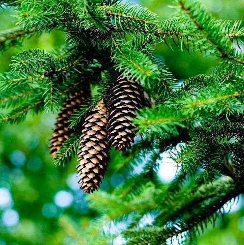 Pine Пεύκο 10ml Ancient Wisdom
