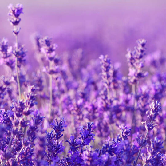 Lavender Λεβάντα 10ml Ancient Wisdom