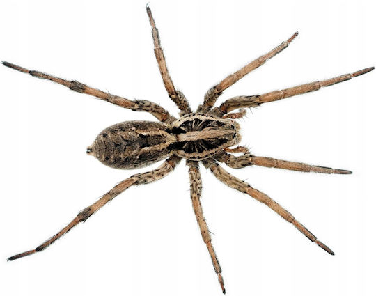 Bros Bros Insekten- und Schädlingsabwehrspray für Spinnen 250ml