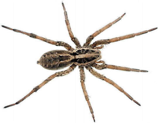 Bros Bros Insekten- und Schädlingsabwehrspray für Spinnen 250ml