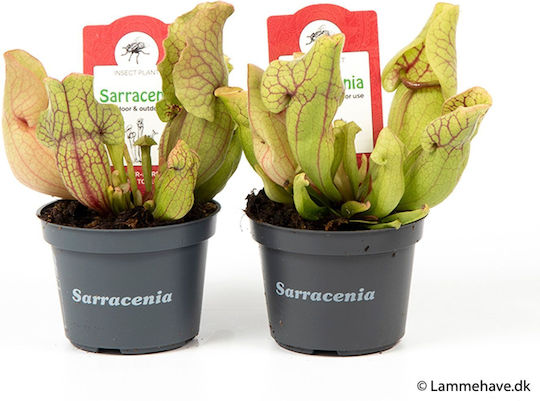 Sarracenia Purpurea Venosa – Sarracenia Topfpflanze Sarracenia Purpurea Venosa – Sarracenia Topfpflanze