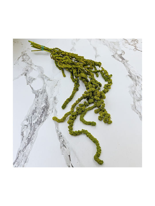 Amaranth Sferic Stabilizat Amaranth Verde Deschis