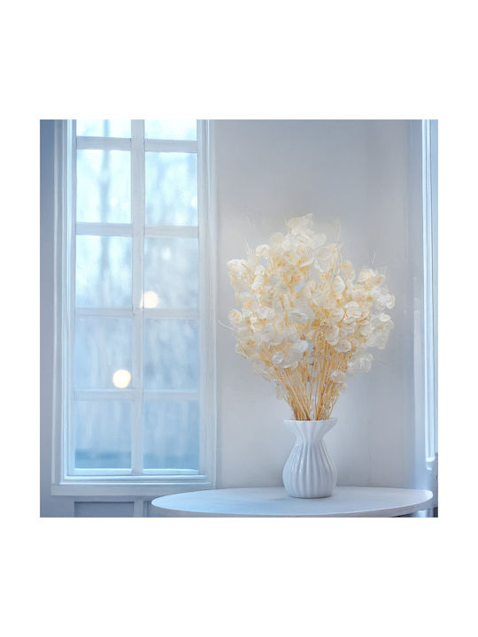 Monthly Dried Lunaria Bleached