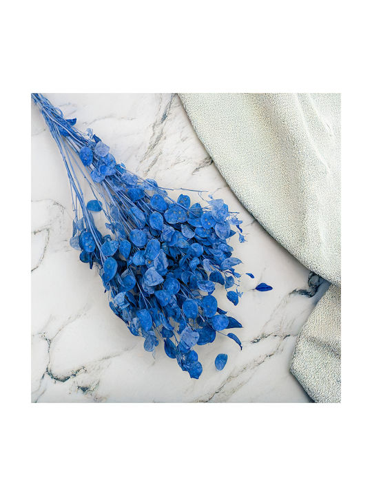 Monthly Dried Lunaria Blue