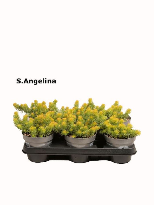 Sedum Reflexum Angelina Sedum Reflexum Angelina