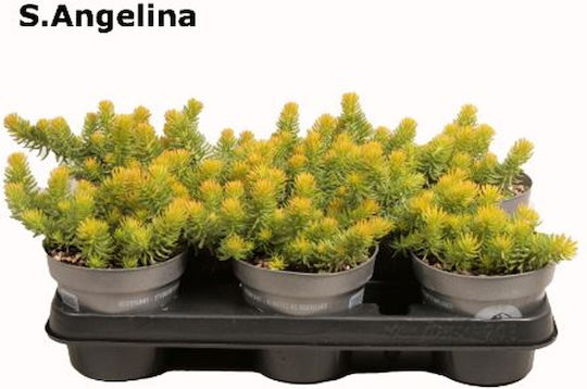 Sedum Reflexum Angelina