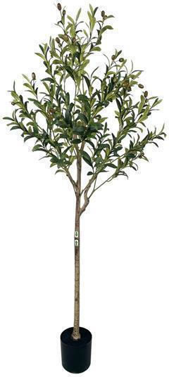 Olive Baum im Freien