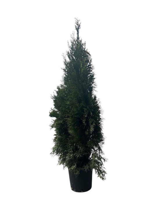 Thuja Smaragd 90/110