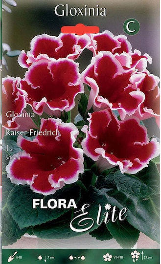 Elite Semințe de Gloxinia Kaiser Friedrich