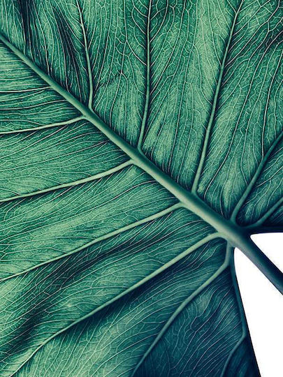 Poster Tropical Palm Leaf Pst25157 40cm X 50cm Λευκή Ξύλινη Κορνίζα-60684pd156424f55310
