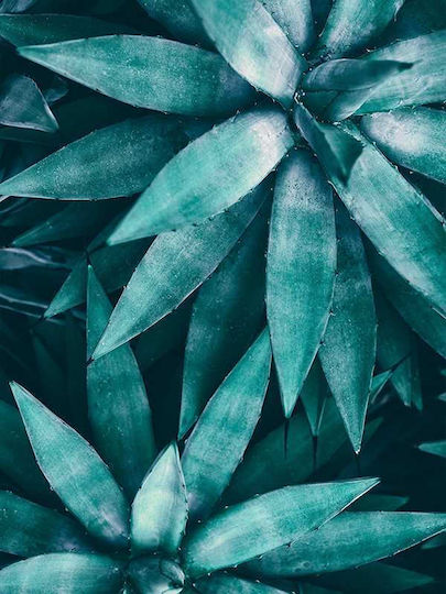 Poster Agave Plant Pst25158 40cm X 50cm Κορνίζα Καφέ Ξύλου 60690pd156422f63322