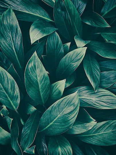 Poster Green Leaves Pst25149 40cm X 50cm Κορνίζα Φυσικό Ξύλου Μπεζ 60691pd156428f55316