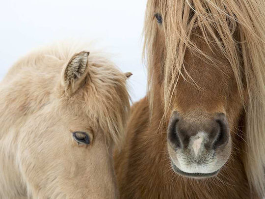 Poster Horses Pst25102 40cm X 50cm Λευκή Ξύλινη Κορνίζα-60600pd156444f55310