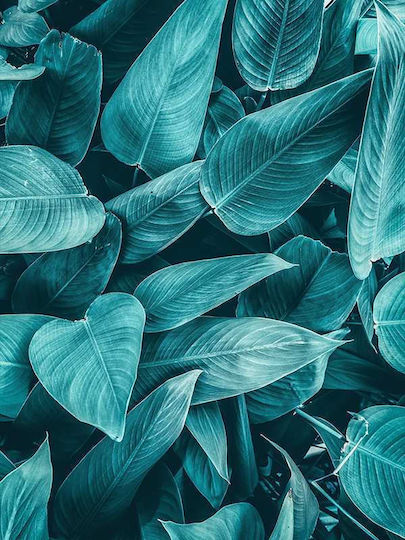 Poster Tropical Leaves Pst25159 40cm X 50cm Κορνίζα Φυσικό Ξύλου Μπεζ 60689pd156421f55316