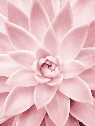 Poster Pink Flower Pst25210 40cm X 50cm Μαύρη Ξύλινη Κορνίζα-61775pd156377f55321