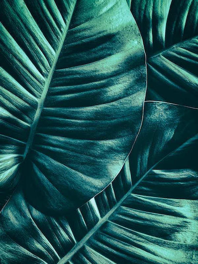 Poster Tropical Leaves Pst25152 40cm X 50cm Λευκή Ξύλινη Κορνίζα-60685pd156425f55310