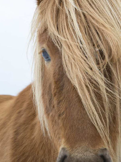 Poster Horse Pst2599 40cm X 50cm Premium Μαύρο Ξύλινο Κάδρο-60602pd156446f55323