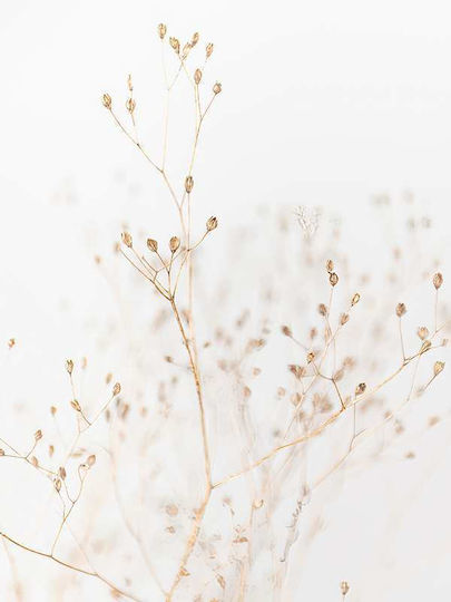 Poster Dry Flower Pst2588 40cm X 50cm Premium Μαύρο Ξύλινο Κάδρο-60603pd156447f55323