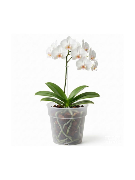 Prosperplast Kunststoff Blumentopf Transparent 16x14,5cm