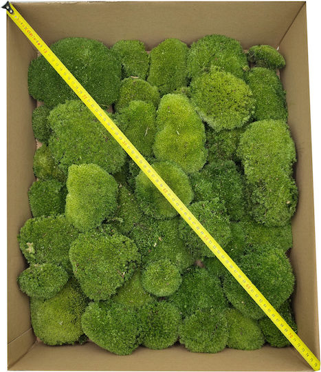 Moss Cushion Dark Green Natural 0.1m² 40x25cm Sweden