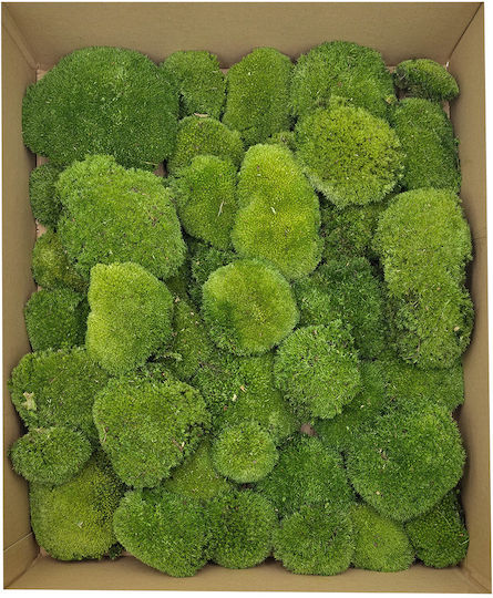 Moss Cushion Dark Green Natural 0.1m² 40x25cm Sweden