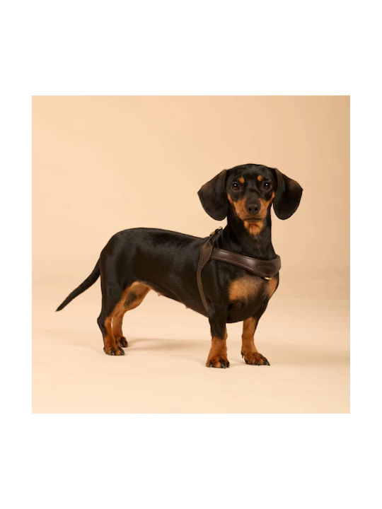 William Walker Pico Leder Step-in Hundegeschirre Braun Kleine Hunde & Welpen M 39-52cm