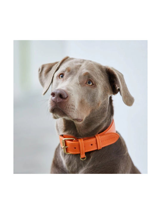 William Walker Leather Dog Collar Orange Plain Collection XxSmall 22cm