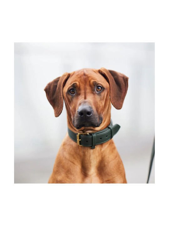 William Walker Leather Dog Collar Green Plain Collection XLarge 50cm