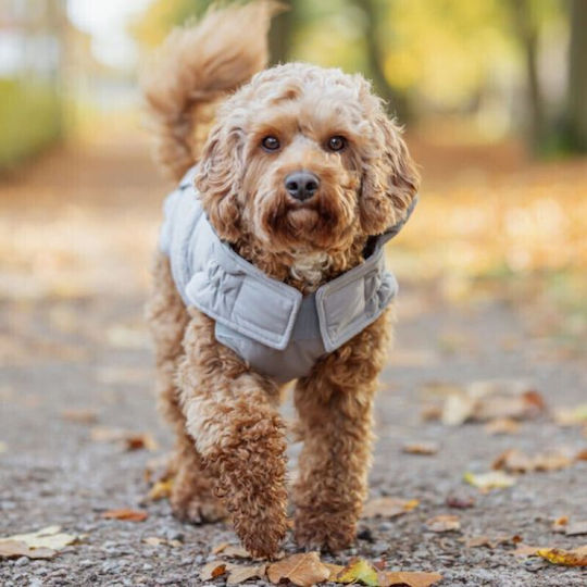Trixie Hundemäntel für Hunde Grau mit Rückenlänge 36 cm