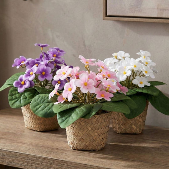 Daisy in a Pot Pink Iliadis