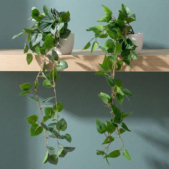 Ivy in Potted Plant Iliadis