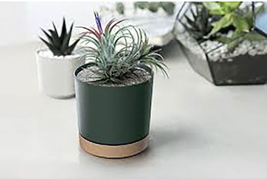 Iliadis Plant Pot Plastic Multicolour