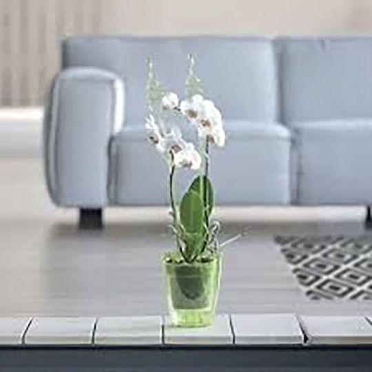 Iliadis Coubi Orchid Κασπώ Πλαστικό Διάφανο