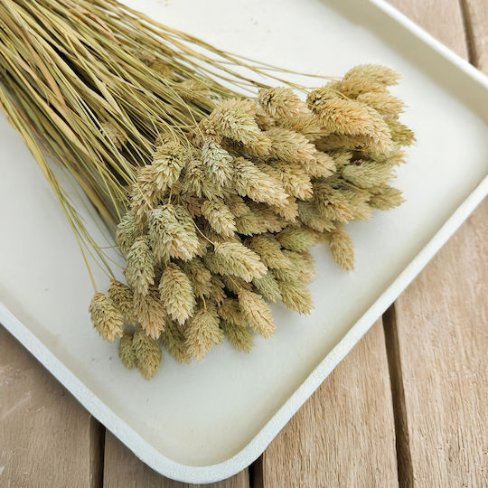 Iarbă Naturală Uscată Phalaris Canary Canary