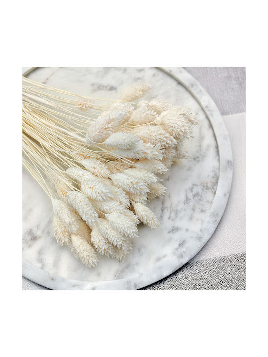 Iarbă Canar Phalaris Uscată Extra Albă