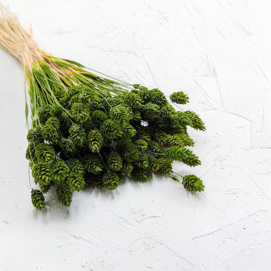 Dried Phalaris Canary Canary Grass Olive