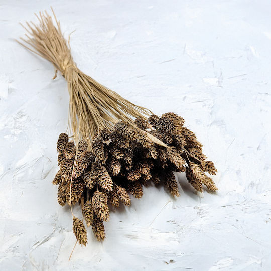 Dried Phalaris Canary Canary Grass Golden