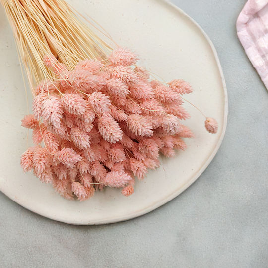 Dried Phalaris Canary Canary Grass Salmon