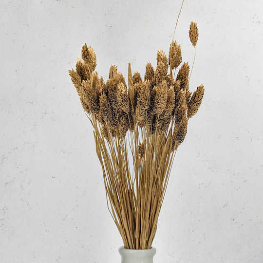 Dried Phalaris Canary Canary Grass Golden