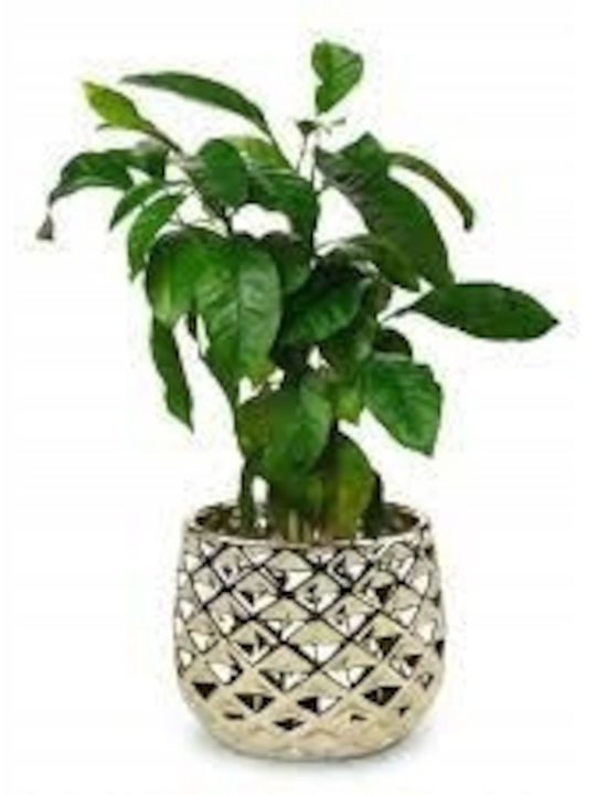 Polnix Vas Pentru Plante Ceramic Auriu